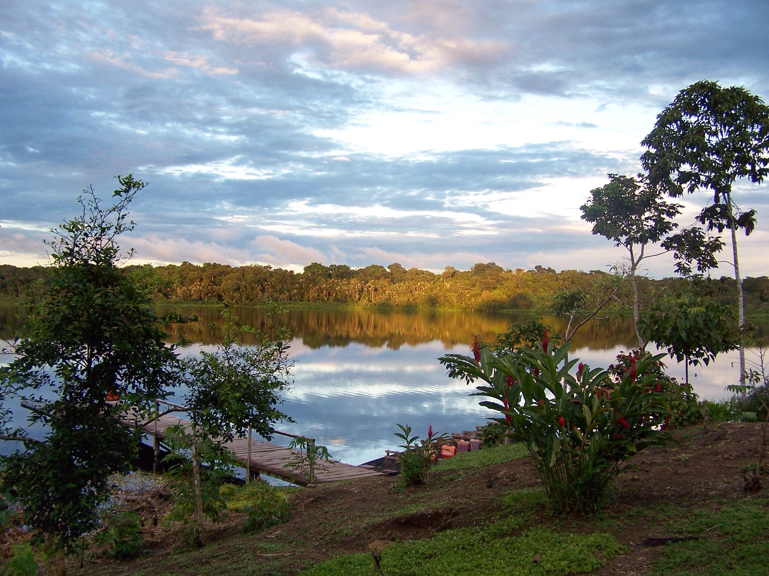 the amazon rainforest